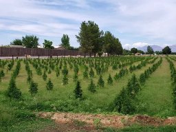 Our Hemp Fields